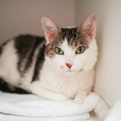 Enlarge Tyra Banks, a Adoptable mixed breed in Atlanta, GA image 3/3