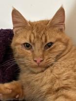 Enlarge Nicholas, a ADOPTABLE Domestic Short Hair in Hamilton, MT image 1/3