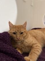 Enlarge Nicholas, a ADOPTABLE Domestic Short Hair in Hamilton, MT image 2/3