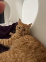 Enlarge Nicholas, a ADOPTABLE Domestic Short Hair in Hamilton, MT image 3/3