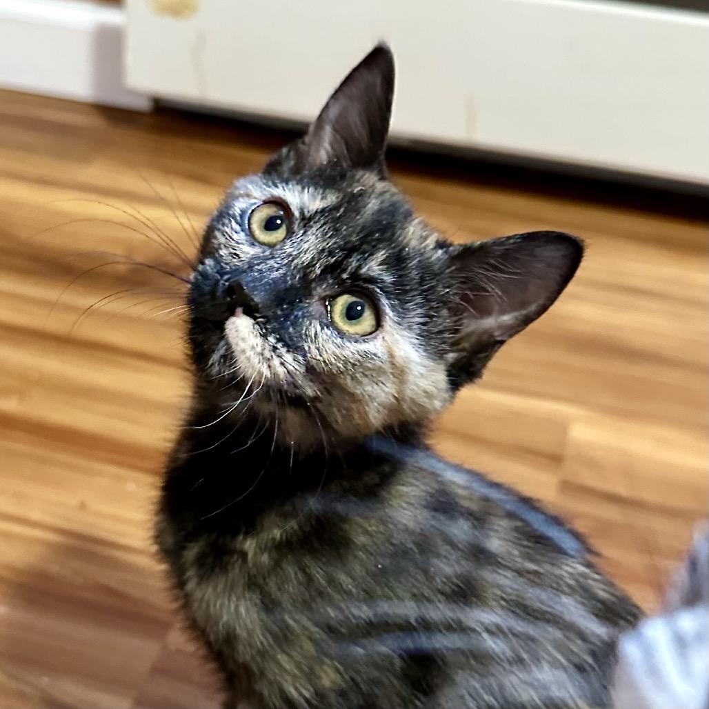 Enlarge Susan, a Adoptable Domestic Short Hair in Kenai, AK image 1/1