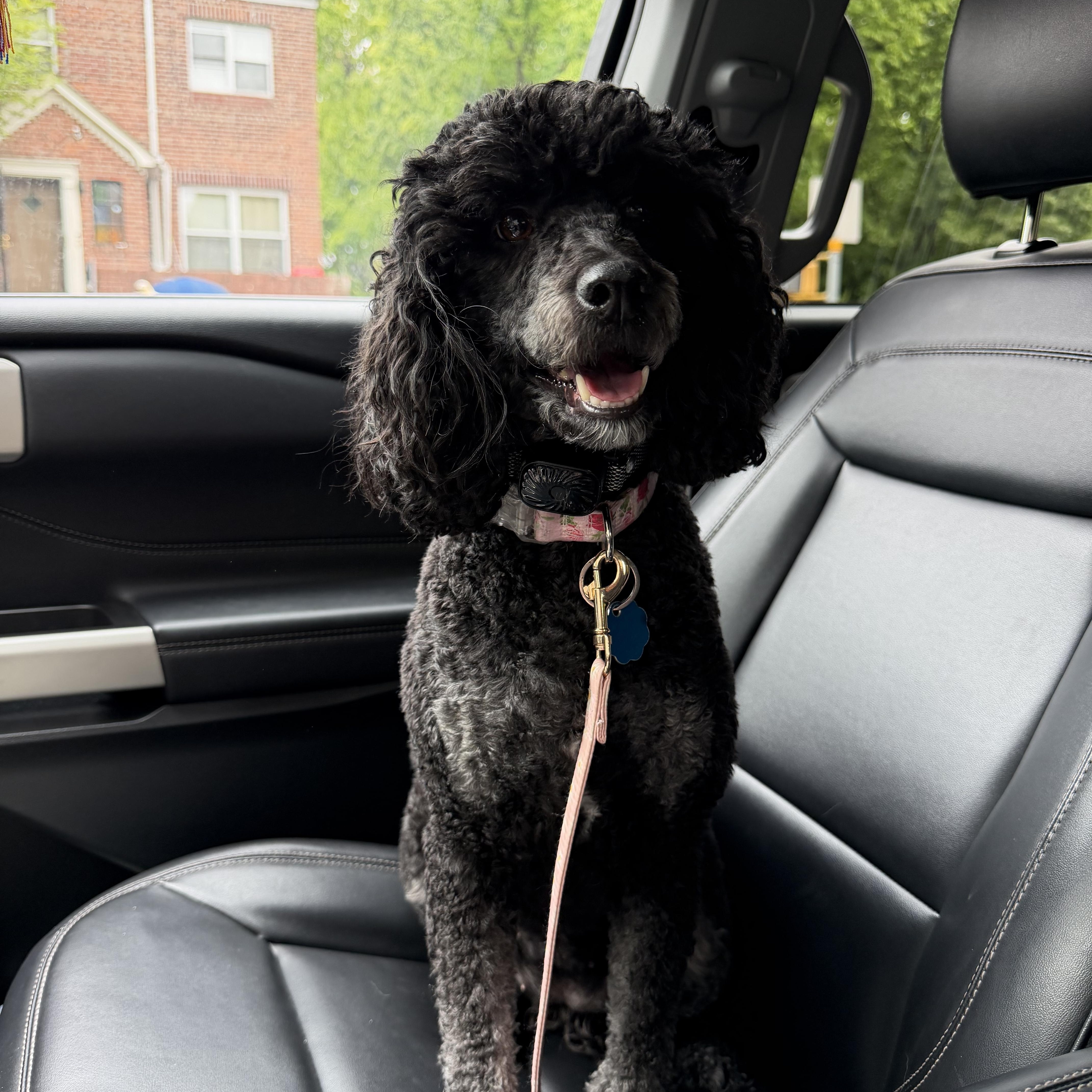 Enlarge Priscilla , a Adoptable Poodle in Newark, NJ image 2/3