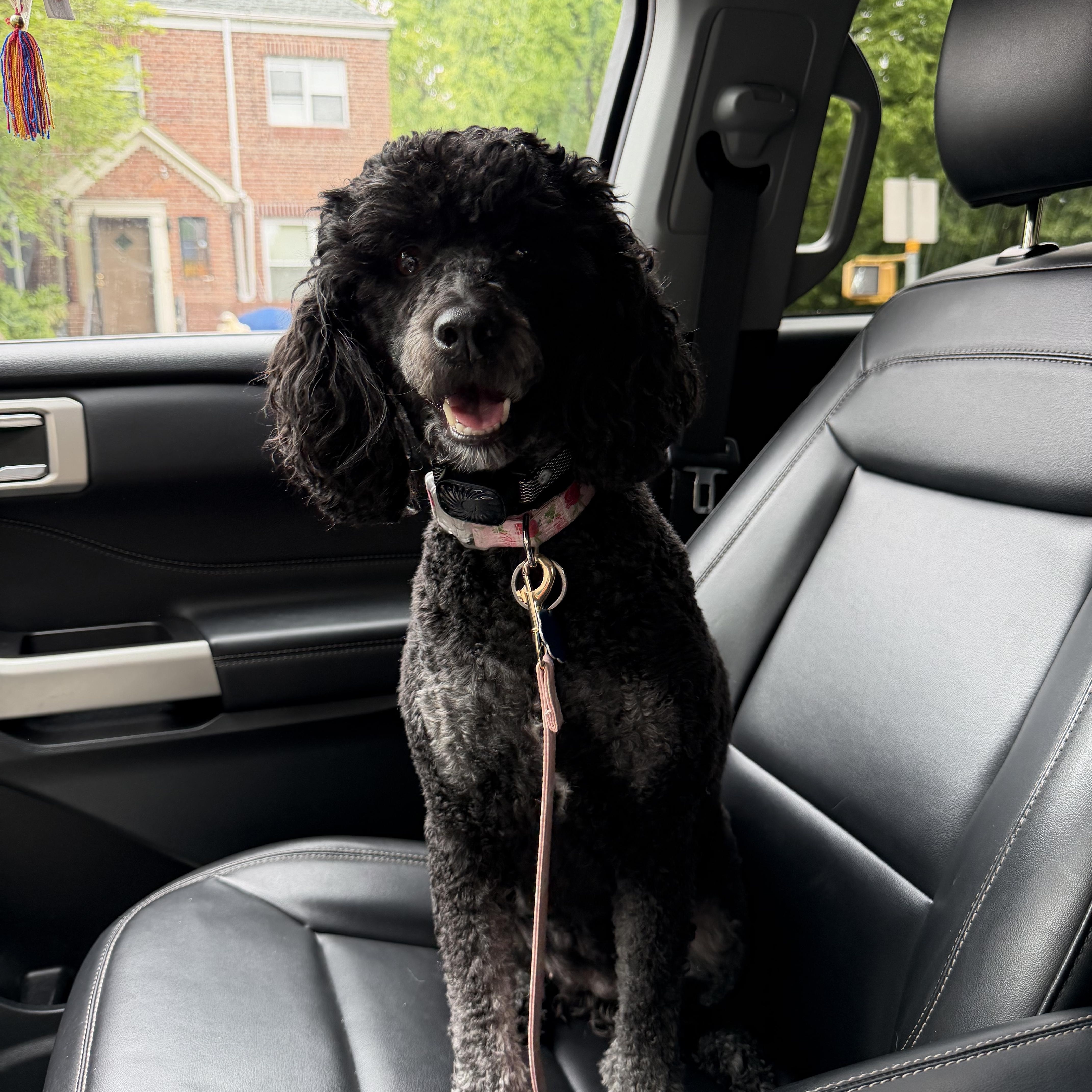 Enlarge Priscilla , a Adoptable Poodle in Newark, NJ image 3/3