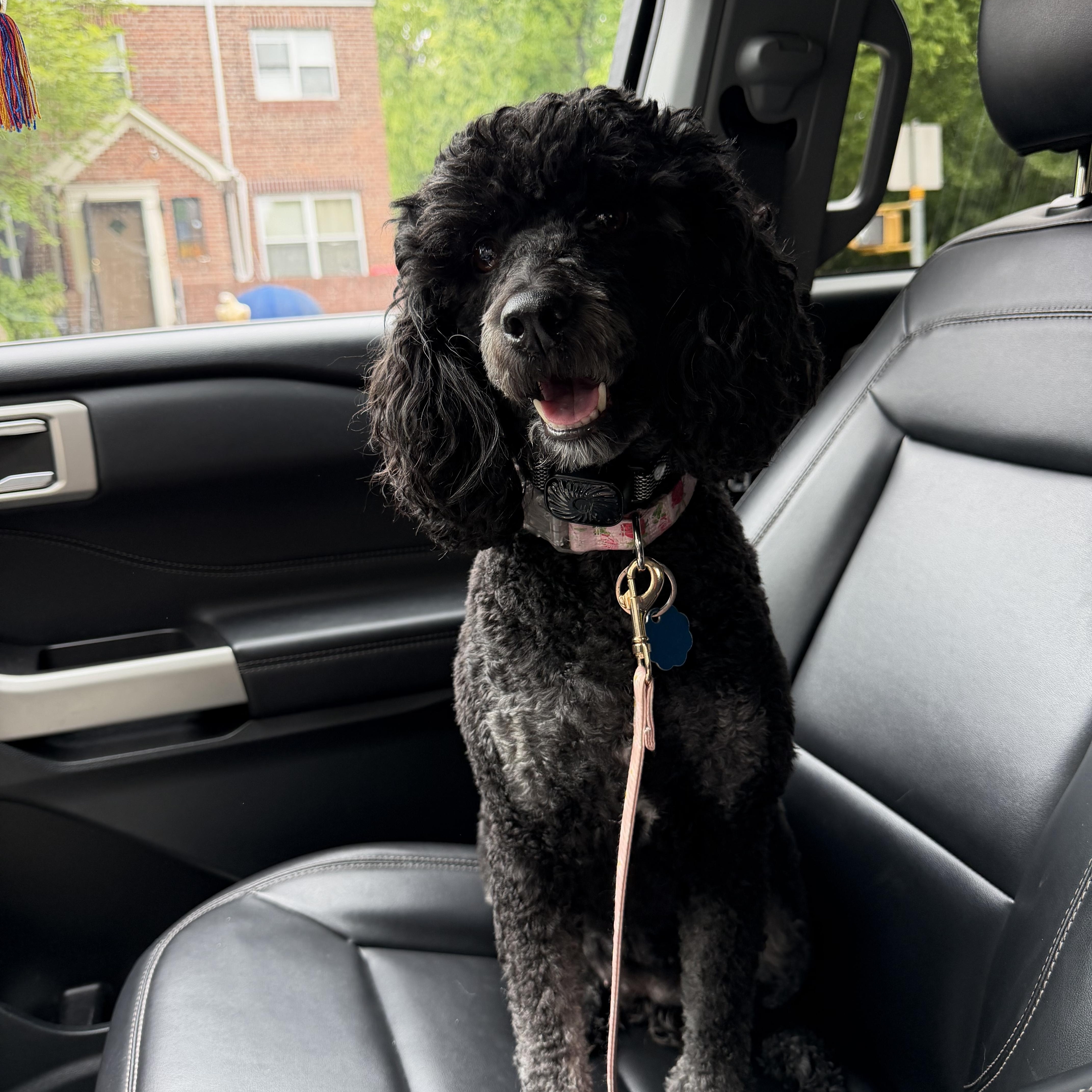 Priscilla , Adoptable, Adult Female Poodle.