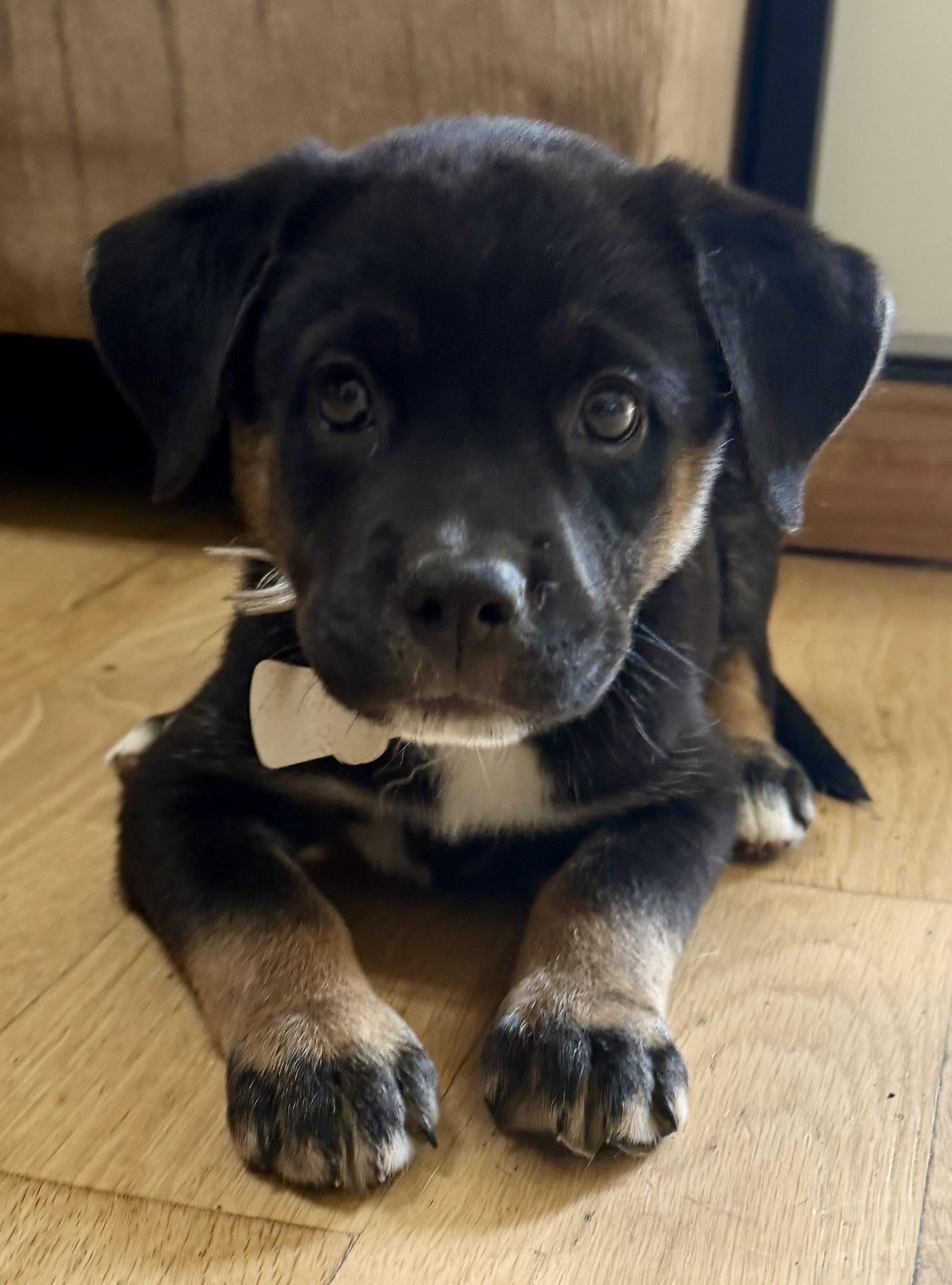 Roxy, Adoptable, Puppy Female Mixed Breed.