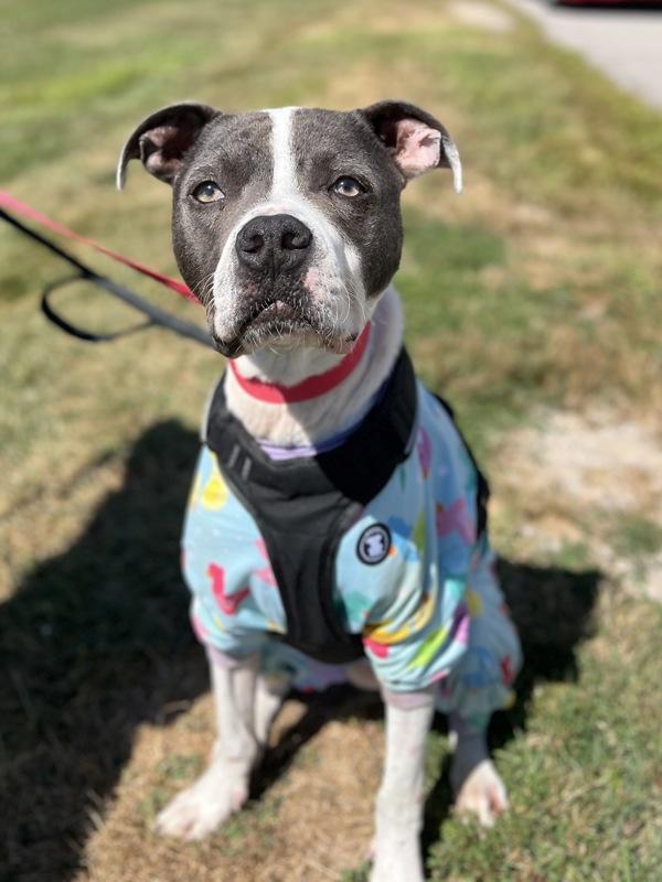 Enlarge Chase, a Adoptable mixed breed in Lancaster, OH image 1/6