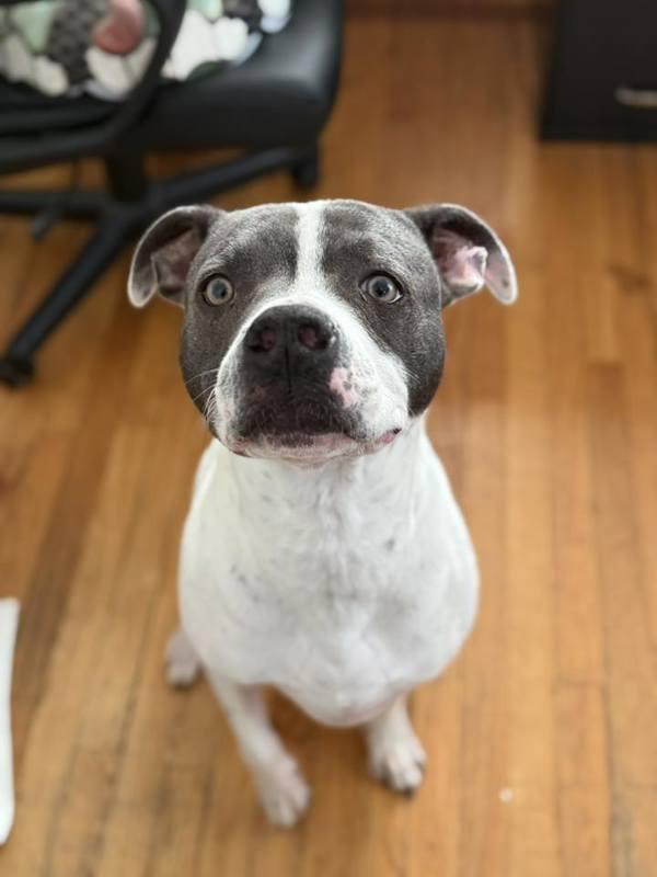 Enlarge Chase, a Adoptable mixed breed in Lancaster, OH image 2/6