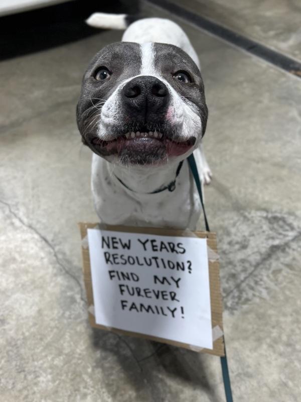 Enlarge Chase, a Adoptable mixed breed in Lancaster, OH image 3/6