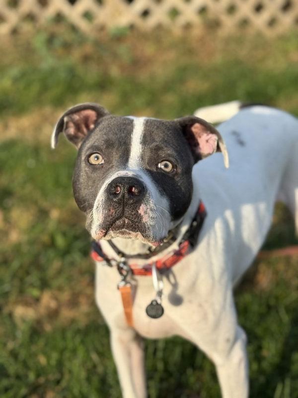 Enlarge Chase, a Adoptable mixed breed in Lancaster, OH image 6/6