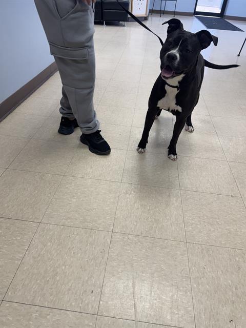 JAZZY, Adoptable, Young Female Pit Bull Terrier.