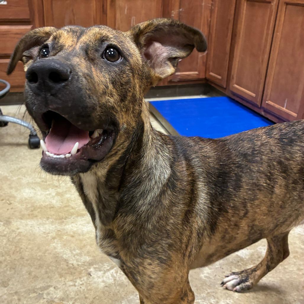 Carolina - 070801U, Adoptable, Young Female Mountain Cur.