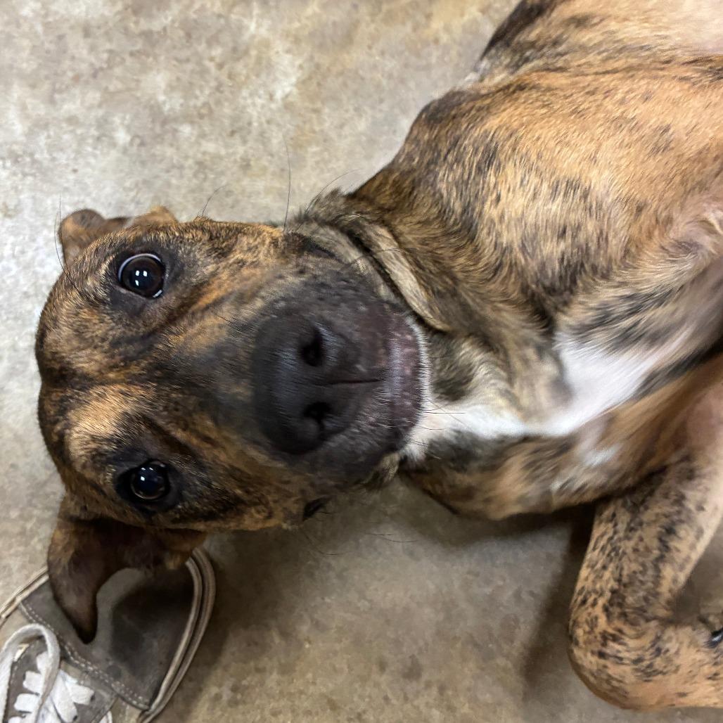 Enlarge Carolina - 070801U, a Adoptable Mountain Cur in Tupelo, MS image 2/4