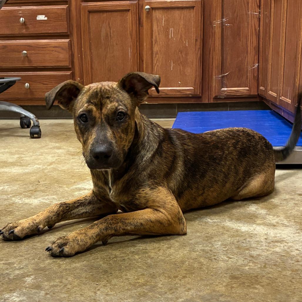 Enlarge Carolina - 070801U, a Adoptable Mountain Cur in Tupelo, MS image 4/4