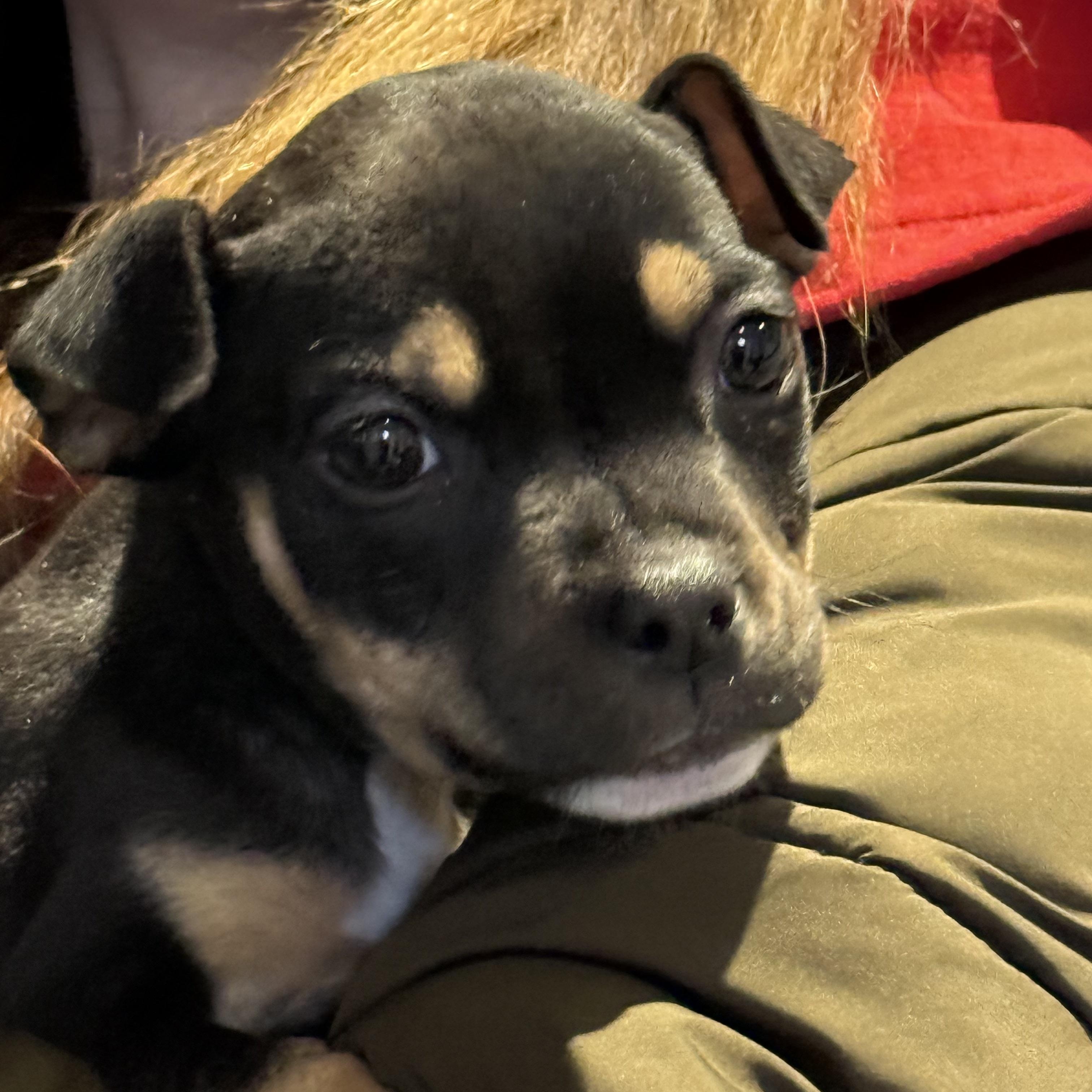 Poptart, a ADOPTABLE mixed breed in Scarborough, ON image 1/5