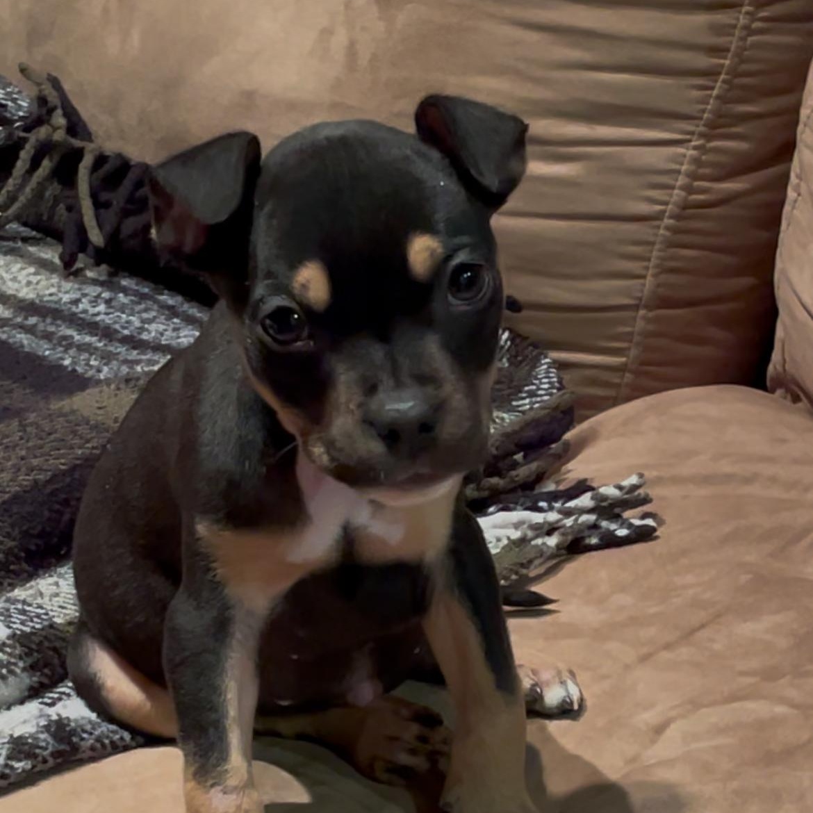 Poptart, a ADOPTABLE mixed breed in Scarborough, ON image 2/5