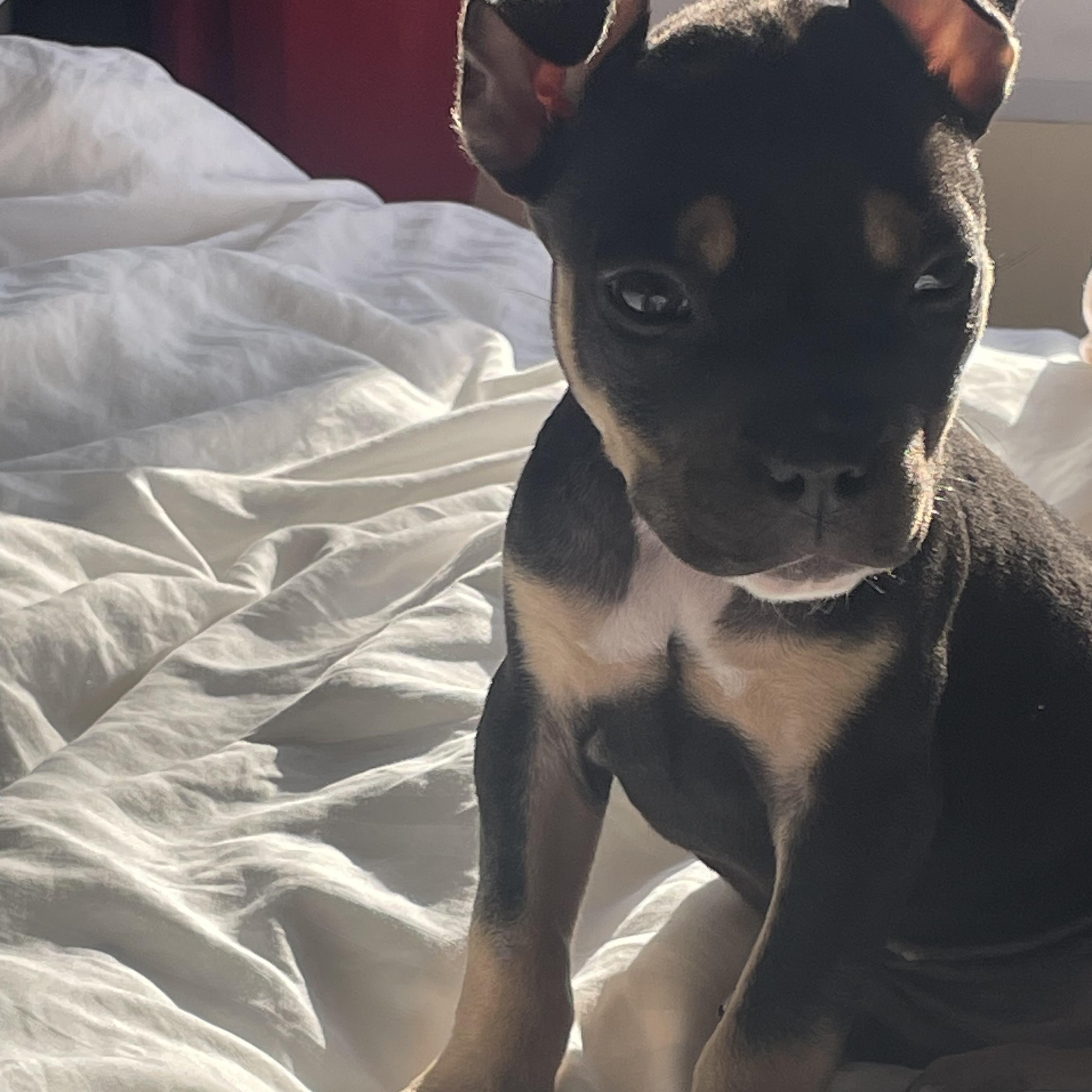 Poptart, a ADOPTABLE mixed breed in Scarborough, ON image 3/5