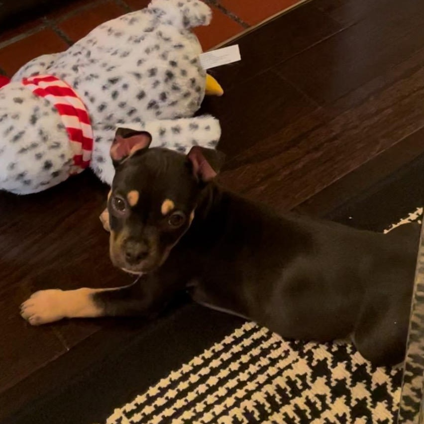 Poptart, a ADOPTABLE mixed breed in Scarborough, ON image 4/5