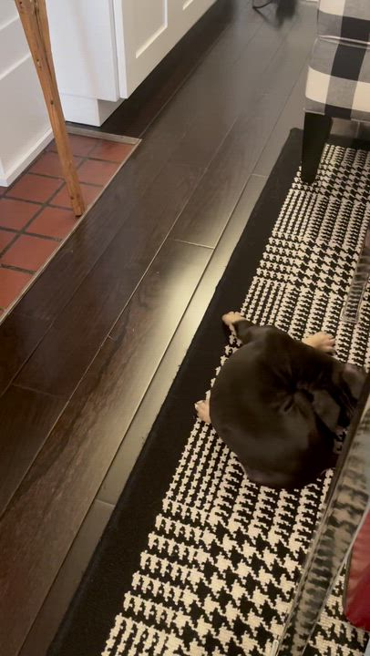 Enlarge Poptart, a ADOPTABLE mixed breed in Scarborough, ON video 5/5