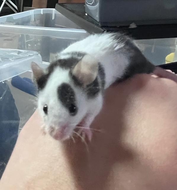 Enlarge Soda, an adoption pending Mouse in Irvine, CA image 1/1