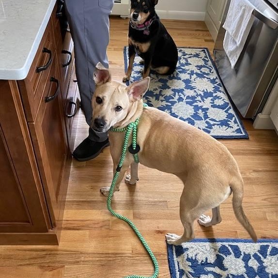 Enlarge Cristal, an adoptable mixed breed in Sparta, NJ image 2/6