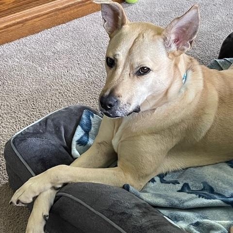 Enlarge Cristal, an adoptable mixed breed in Sparta, NJ image 4/6