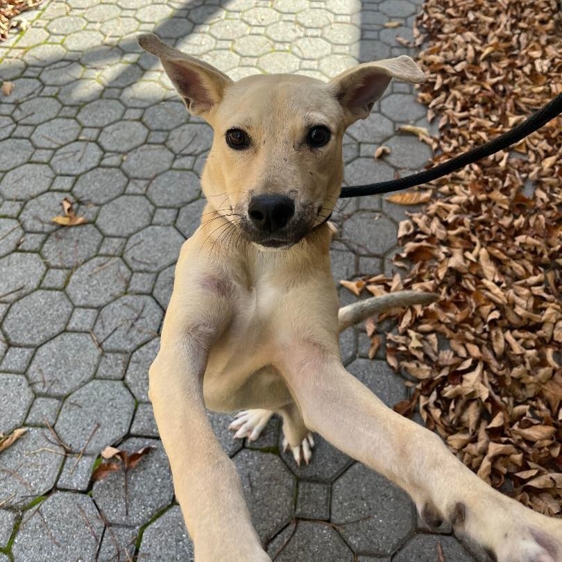 Enlarge Cristal, an adoptable mixed breed in Sparta, NJ image 4/6