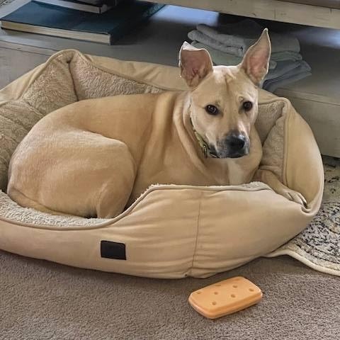 Enlarge Cristal, an adoptable mixed breed in Sparta, NJ image 1/6