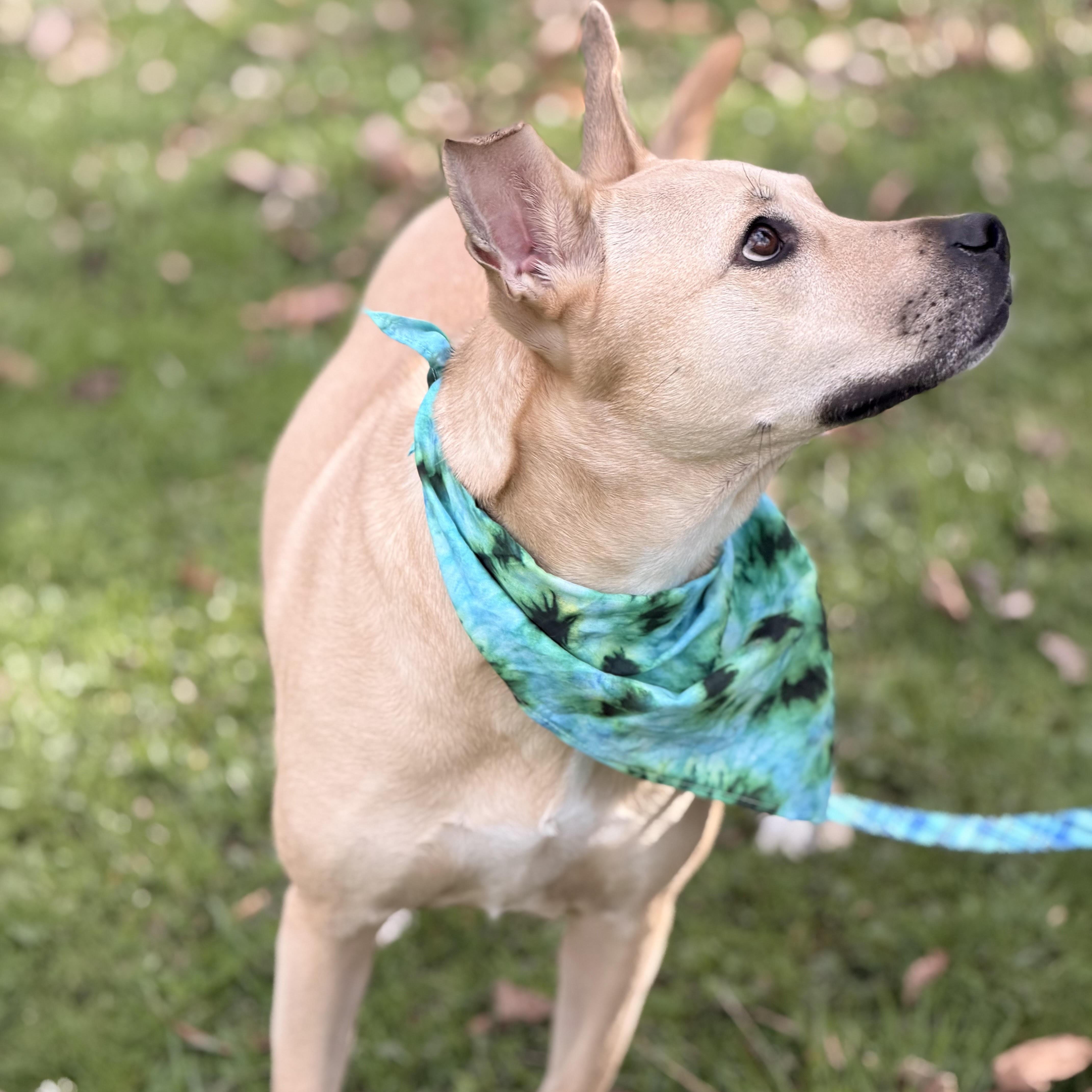 Enlarge Cristal, an adoptable mixed breed in Sparta, NJ image 2/6