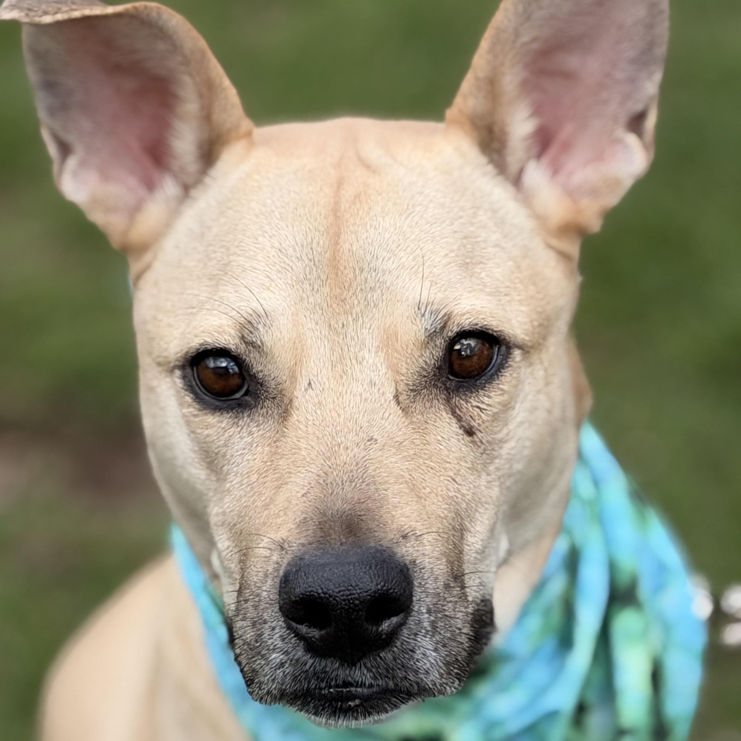 Enlarge Cristal, an adoptable mixed breed in Sparta, NJ image 6/6