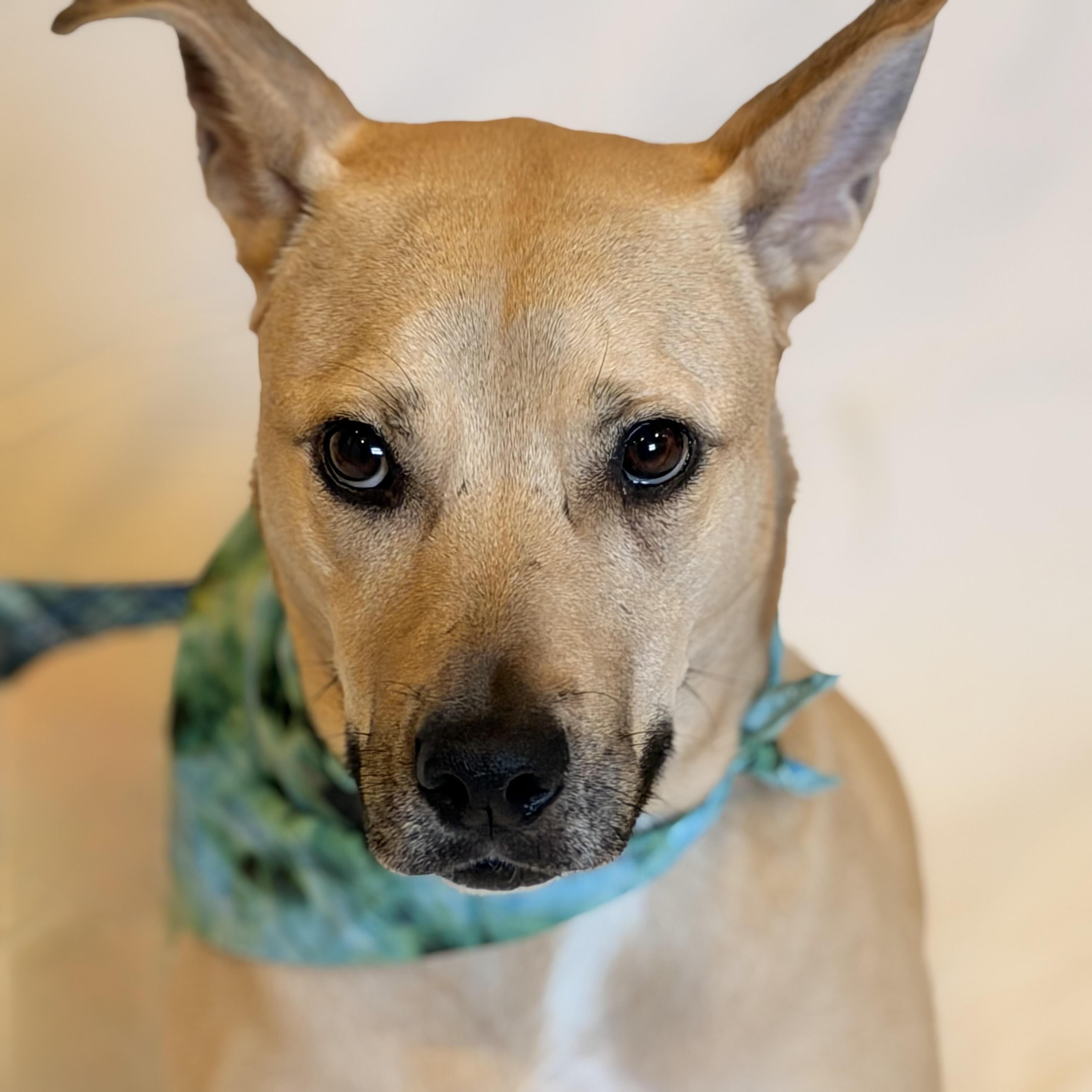 Enlarge Cristal, an adoptable mixed breed in Sparta, NJ image 3/6