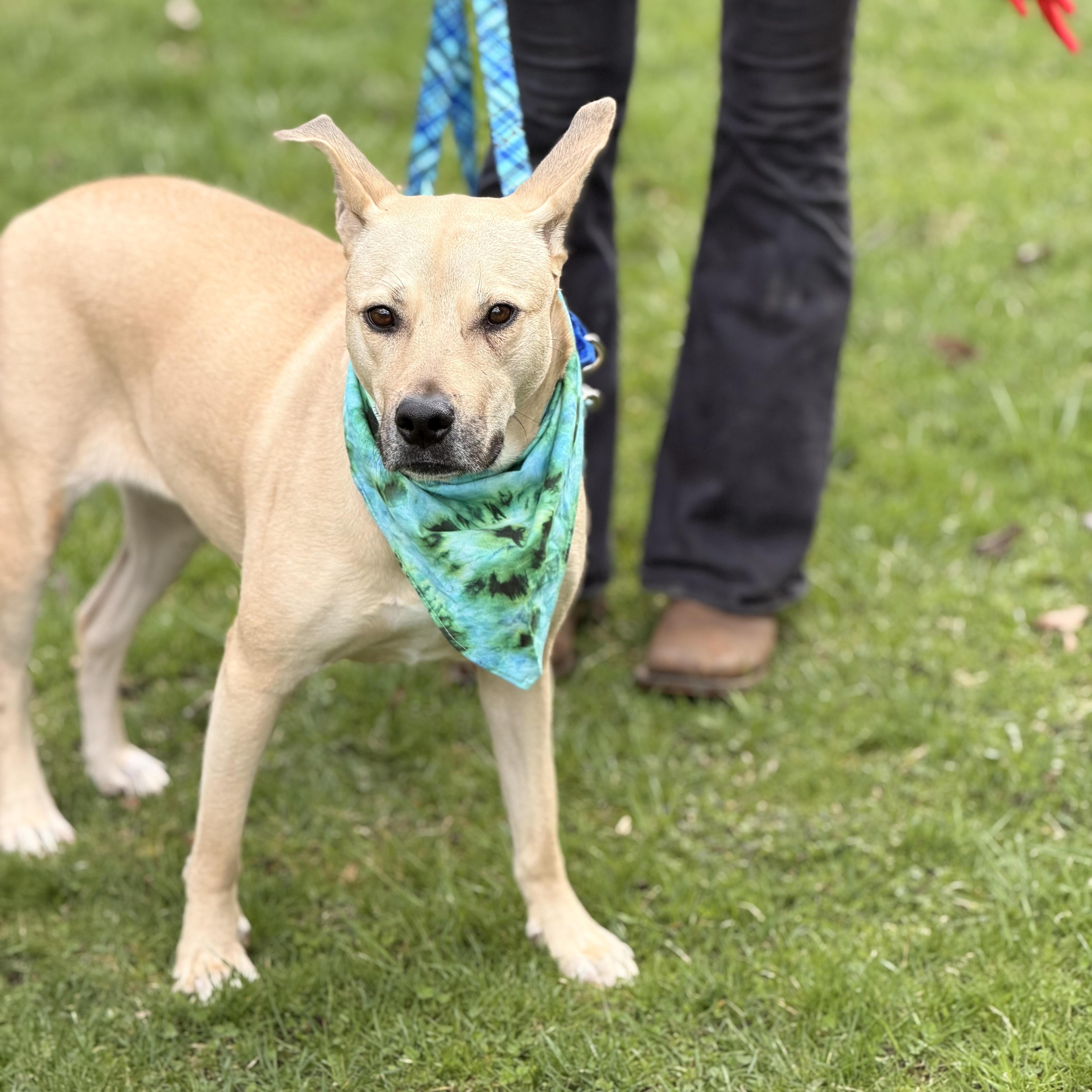 Enlarge Cristal, an adoptable mixed breed in Sparta, NJ image 5/6