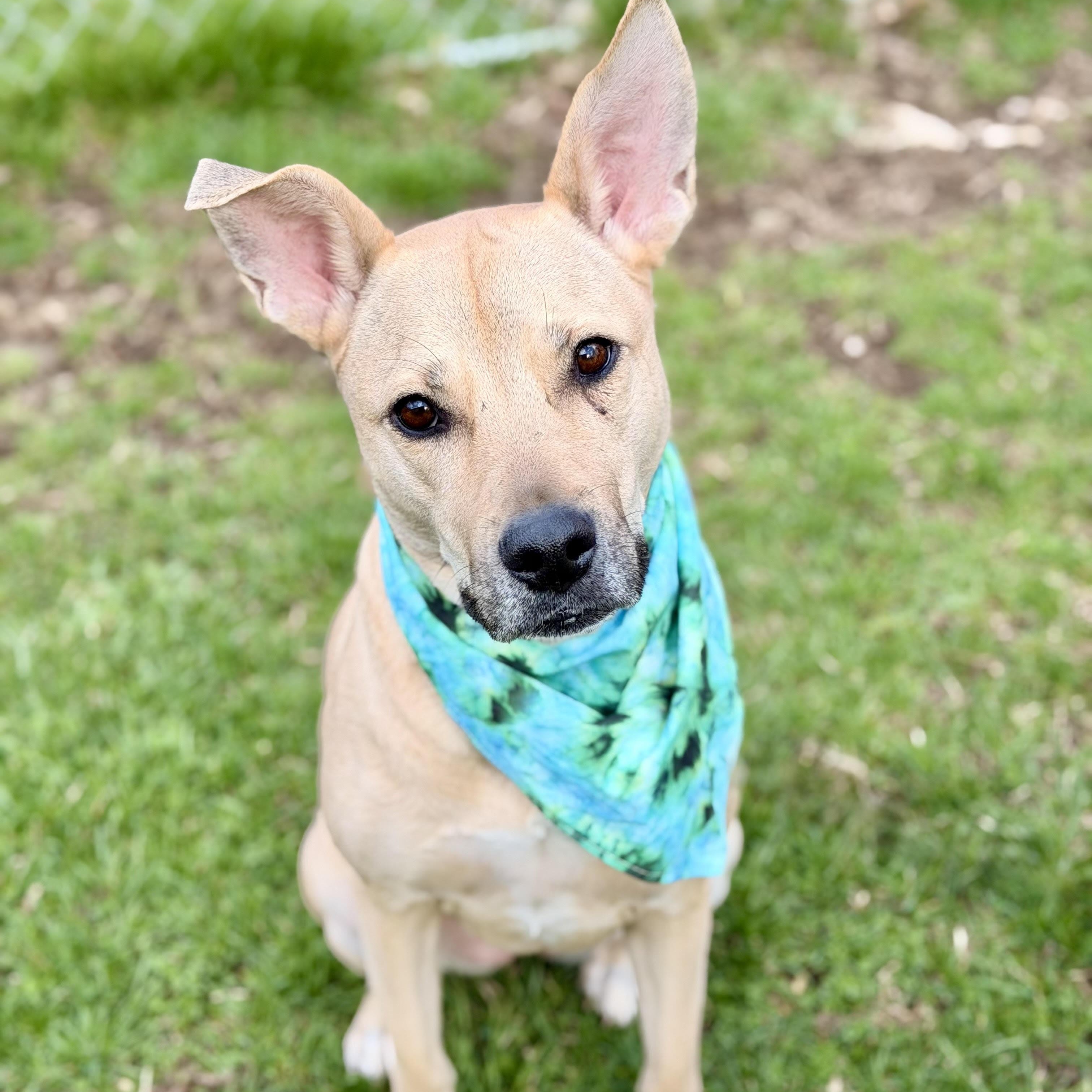 Cristal, adoptable, Young Female Yellow Labrador Retriever & Husky.