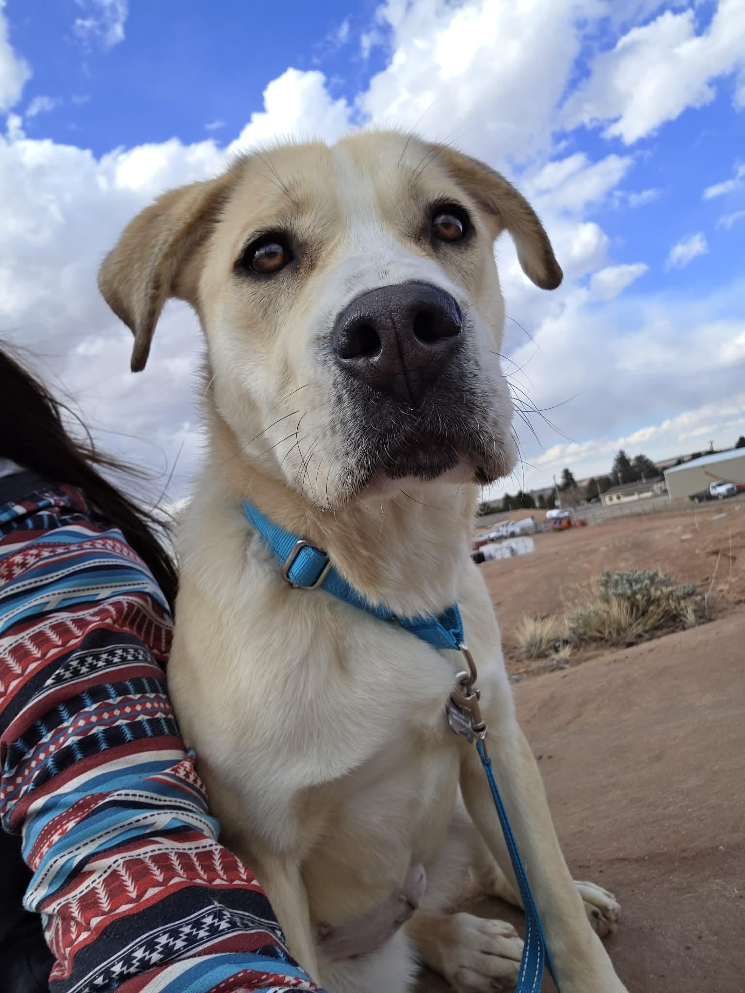 Enlarge Sunny, a ADOPTABLE Mixed Breed in Roosevelt, UT image 4/4