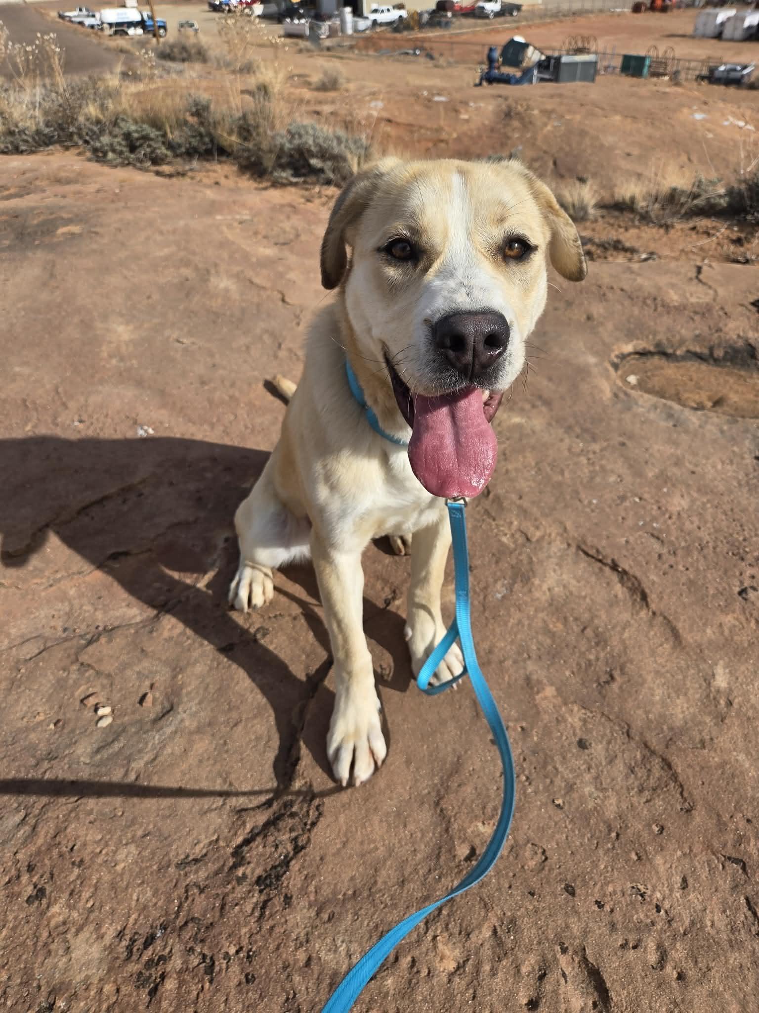 Enlarge Sunny, a ADOPTABLE Mixed Breed in Roosevelt, UT image 3/4