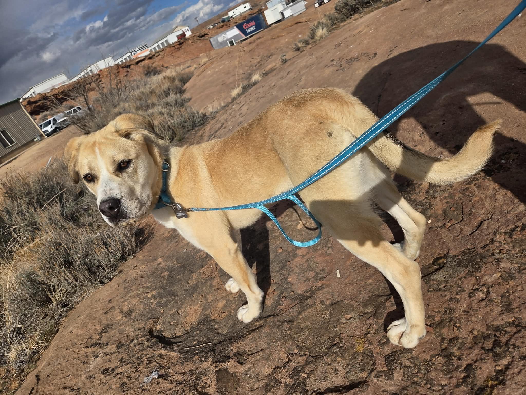 Enlarge Sunny, a ADOPTABLE Mixed Breed in Roosevelt, UT image 1/4