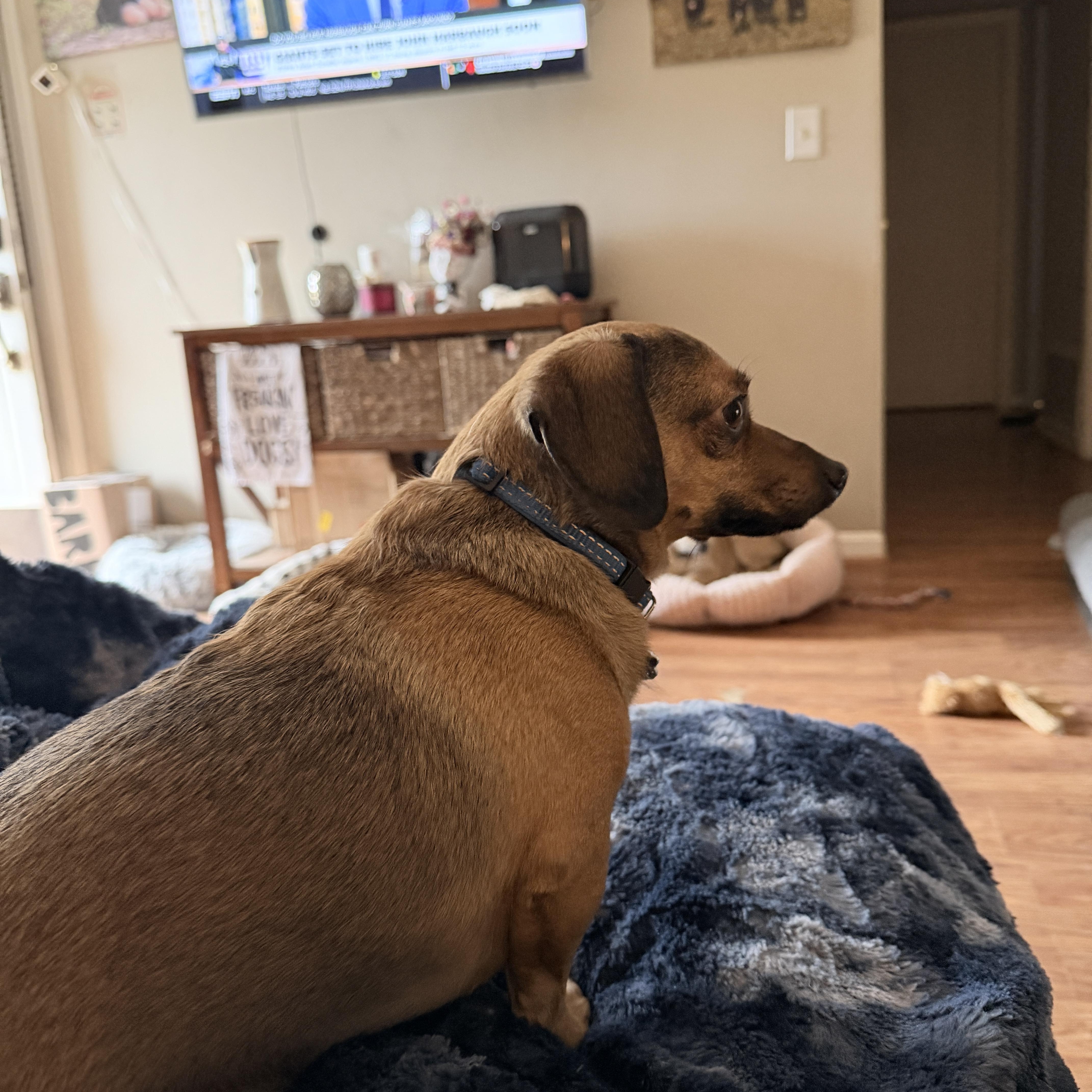 Enlarge Oakley, a ADOPTABLE Chiweenie in Jeffersonville, IN image 3/6