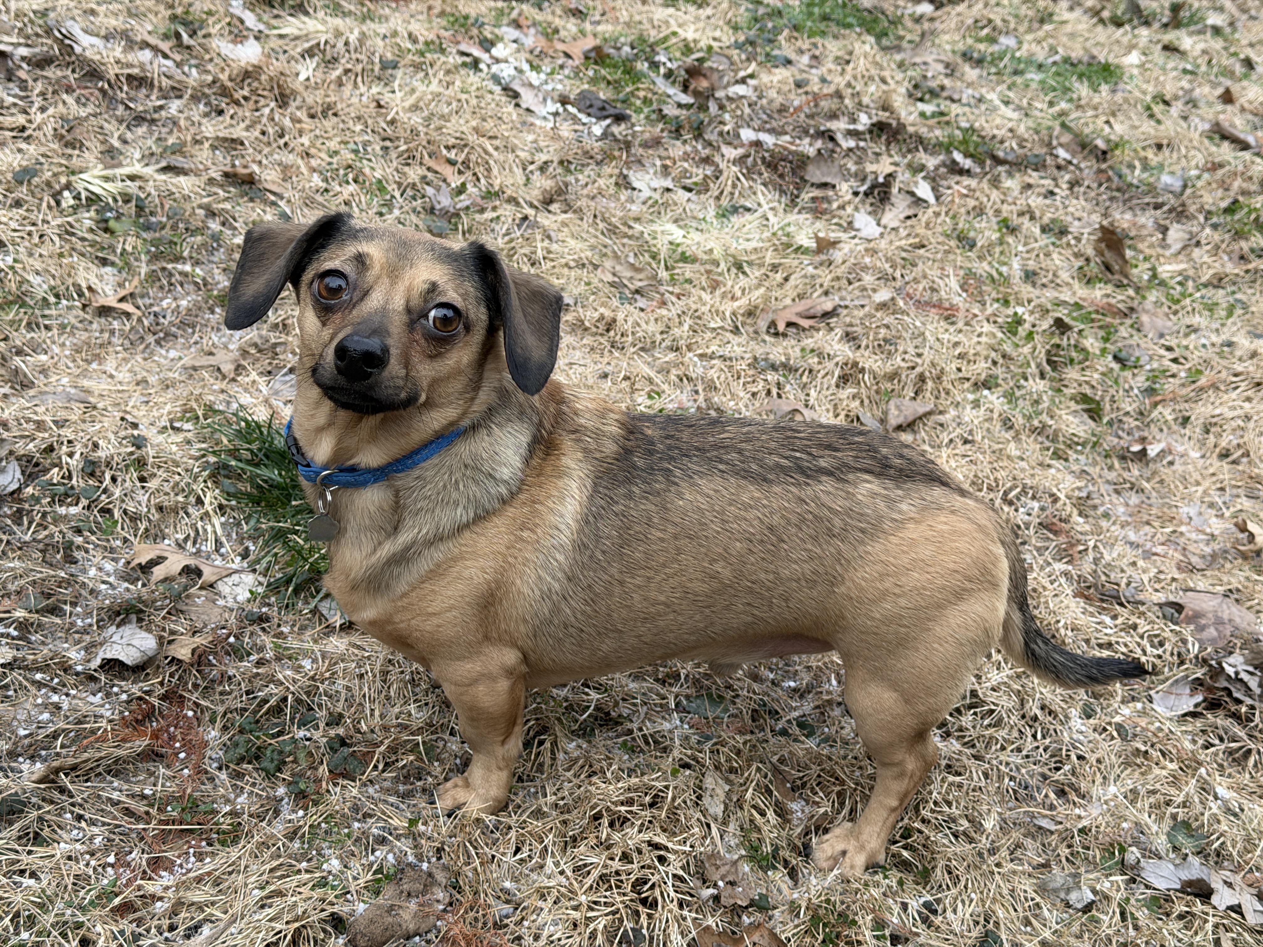 Oakley, ADOPTABLE, Adult Male Chiweenie.