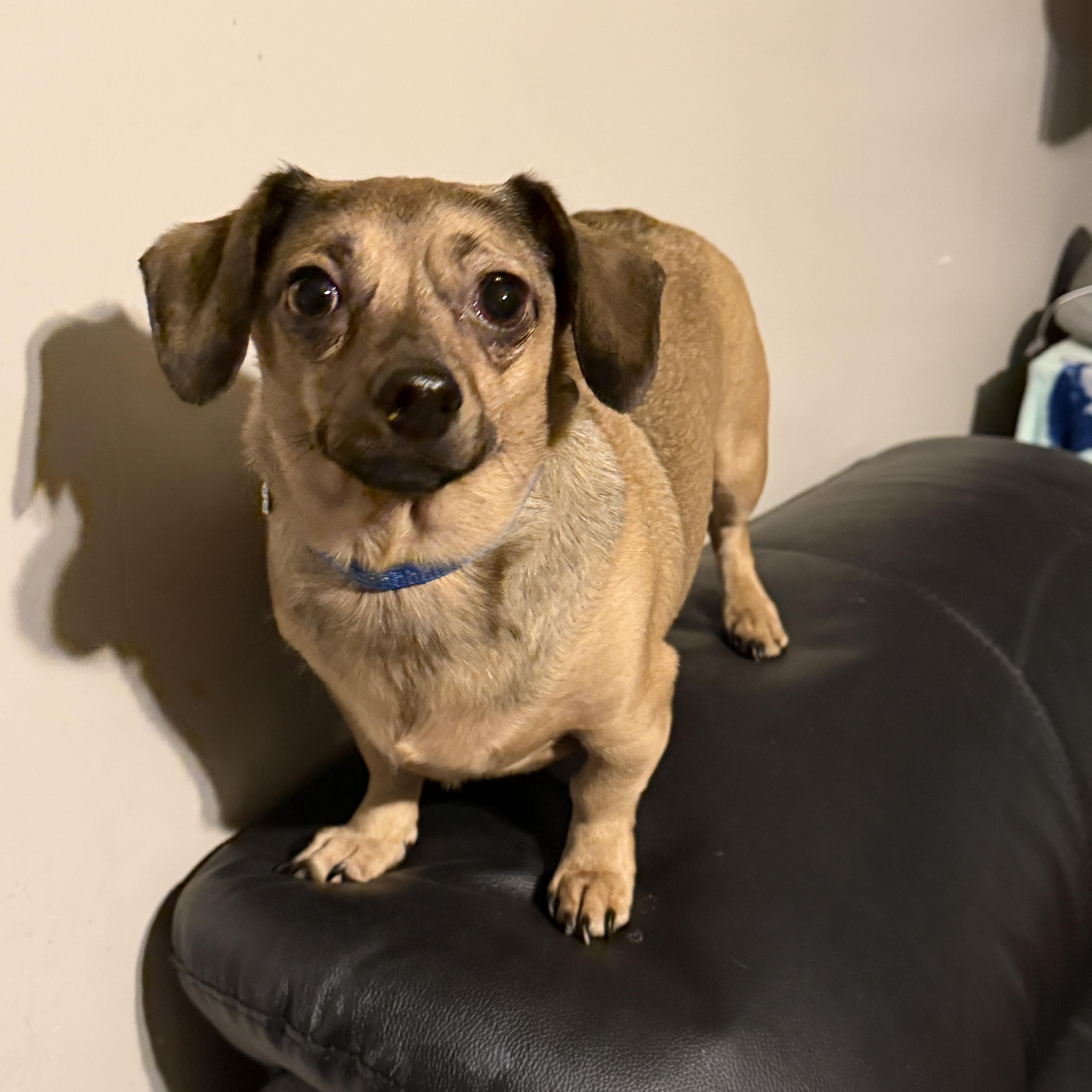 Enlarge Oakley, a ADOPTABLE Chiweenie in Jeffersonville, IN image 2/6