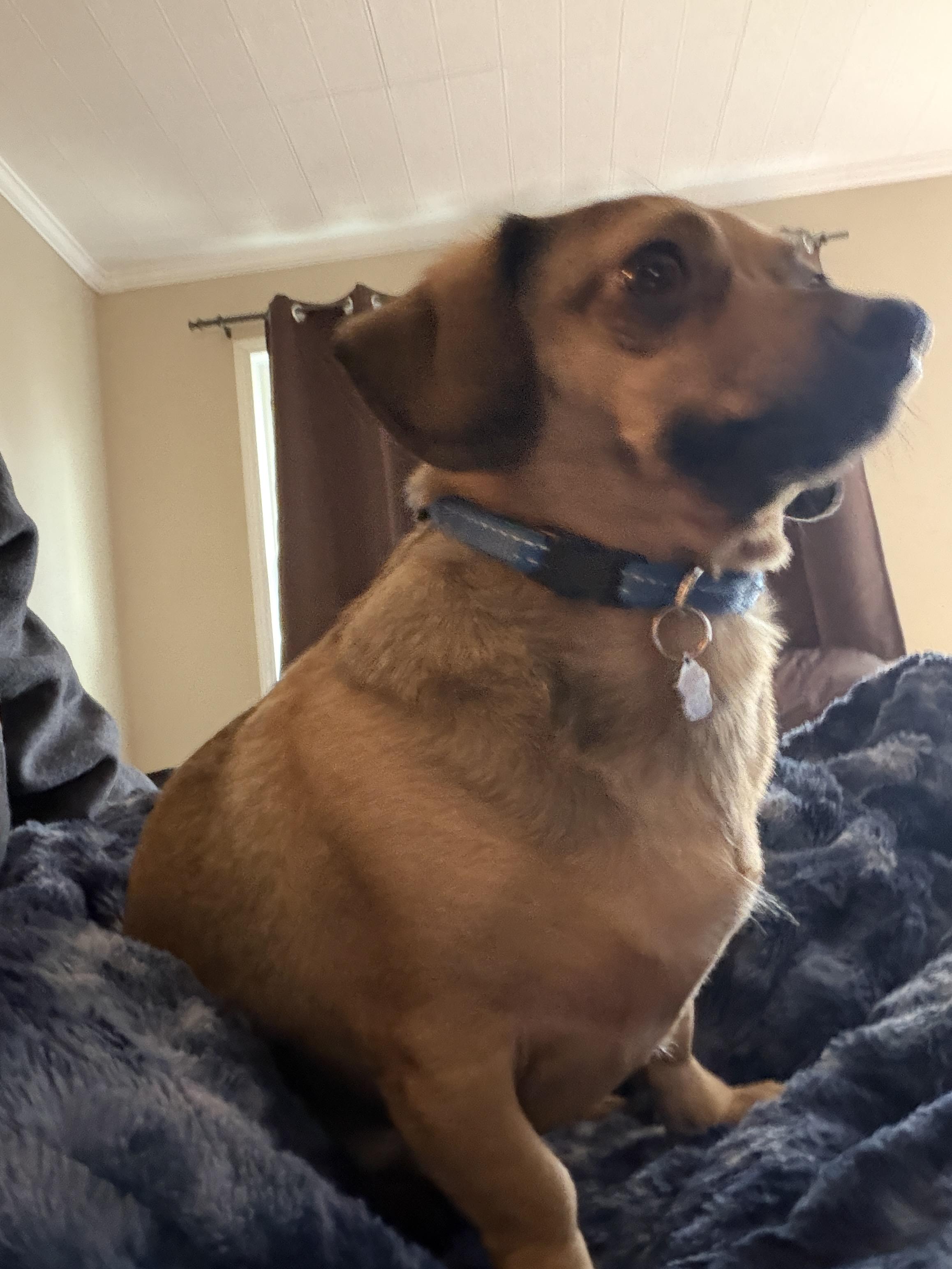 Enlarge Oakley, a ADOPTABLE Chiweenie in Jeffersonville, IN image 5/6