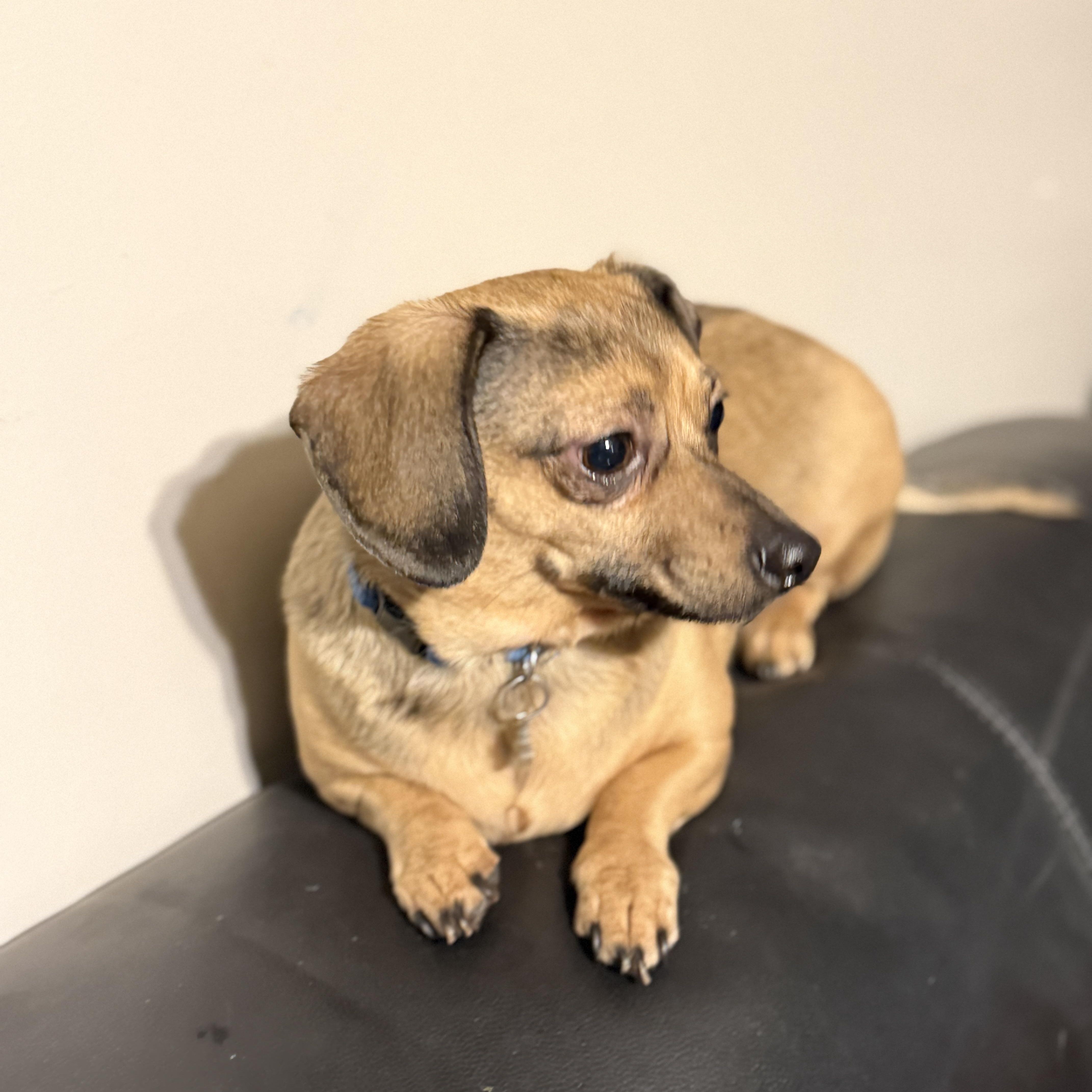 Enlarge Oakley, a ADOPTABLE Chiweenie in Jeffersonville, IN image 4/6