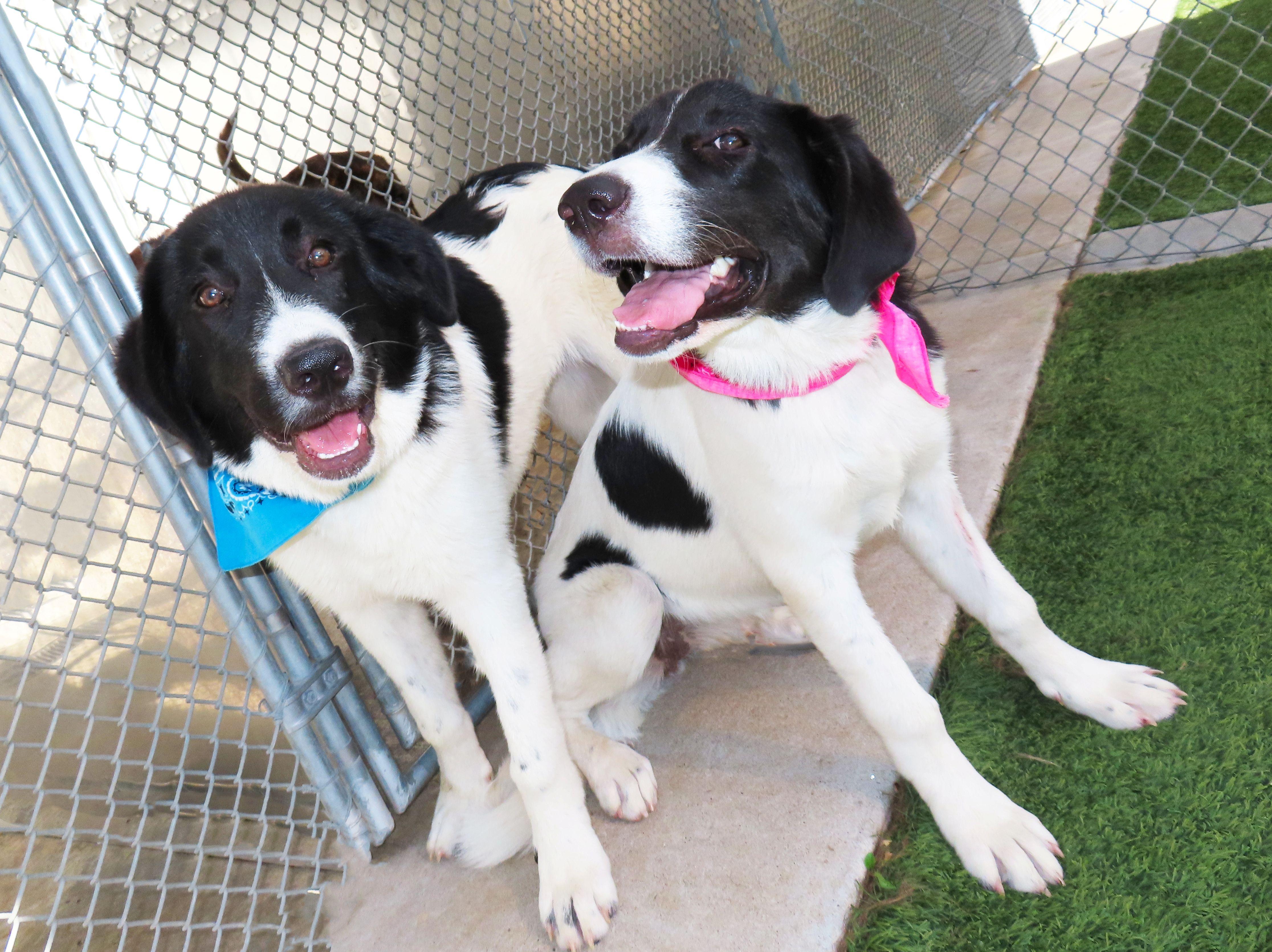 Bogie 26C-135A, a ADOPTABLE mixed breed in Rogers, AR image 4/5