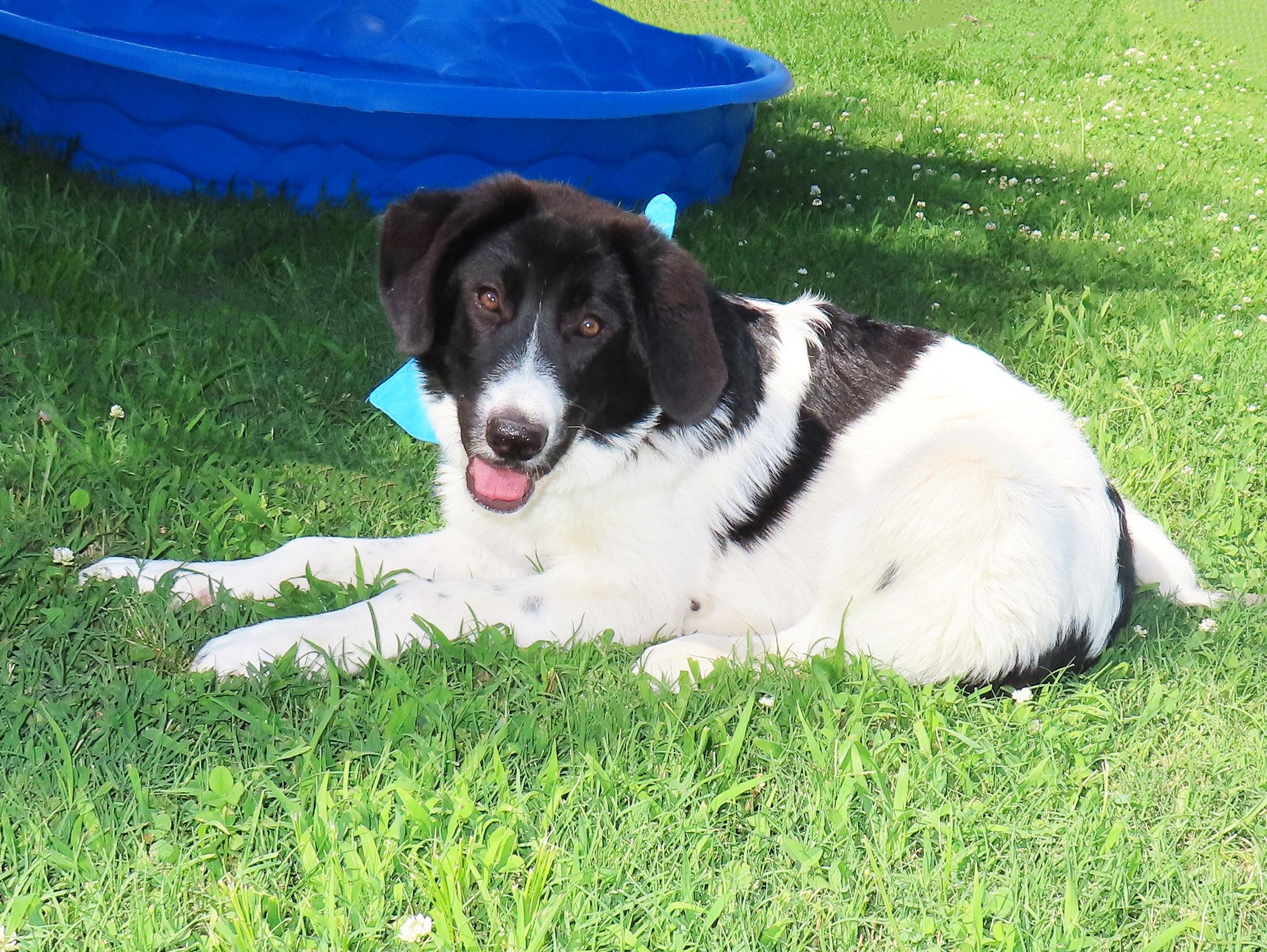 Bogie 26C-135A, a ADOPTABLE mixed breed in Rogers, AR image 2/5
