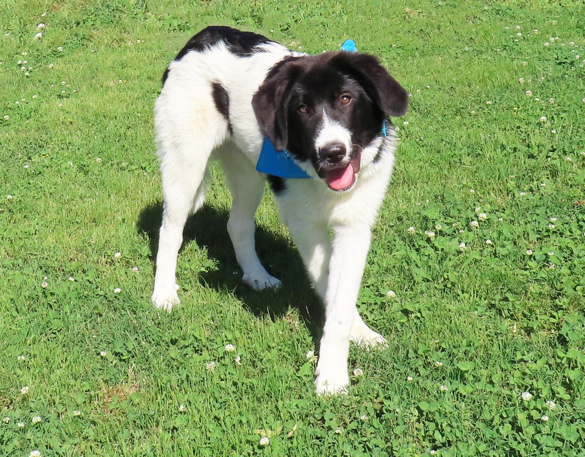 Bogie 26C-135A, a ADOPTABLE mixed breed in Rogers, AR image 3/5