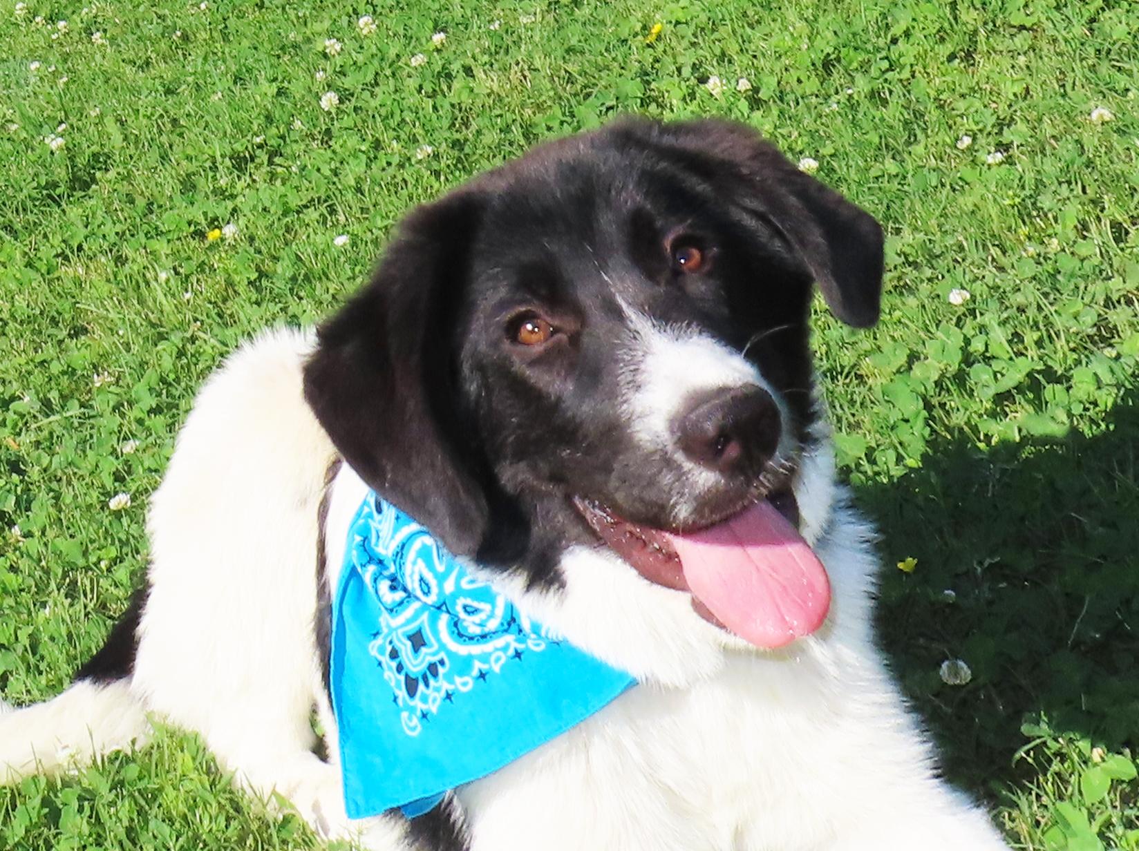 Bogie 26C-135A, a ADOPTABLE mixed breed in Rogers, AR image 1/5