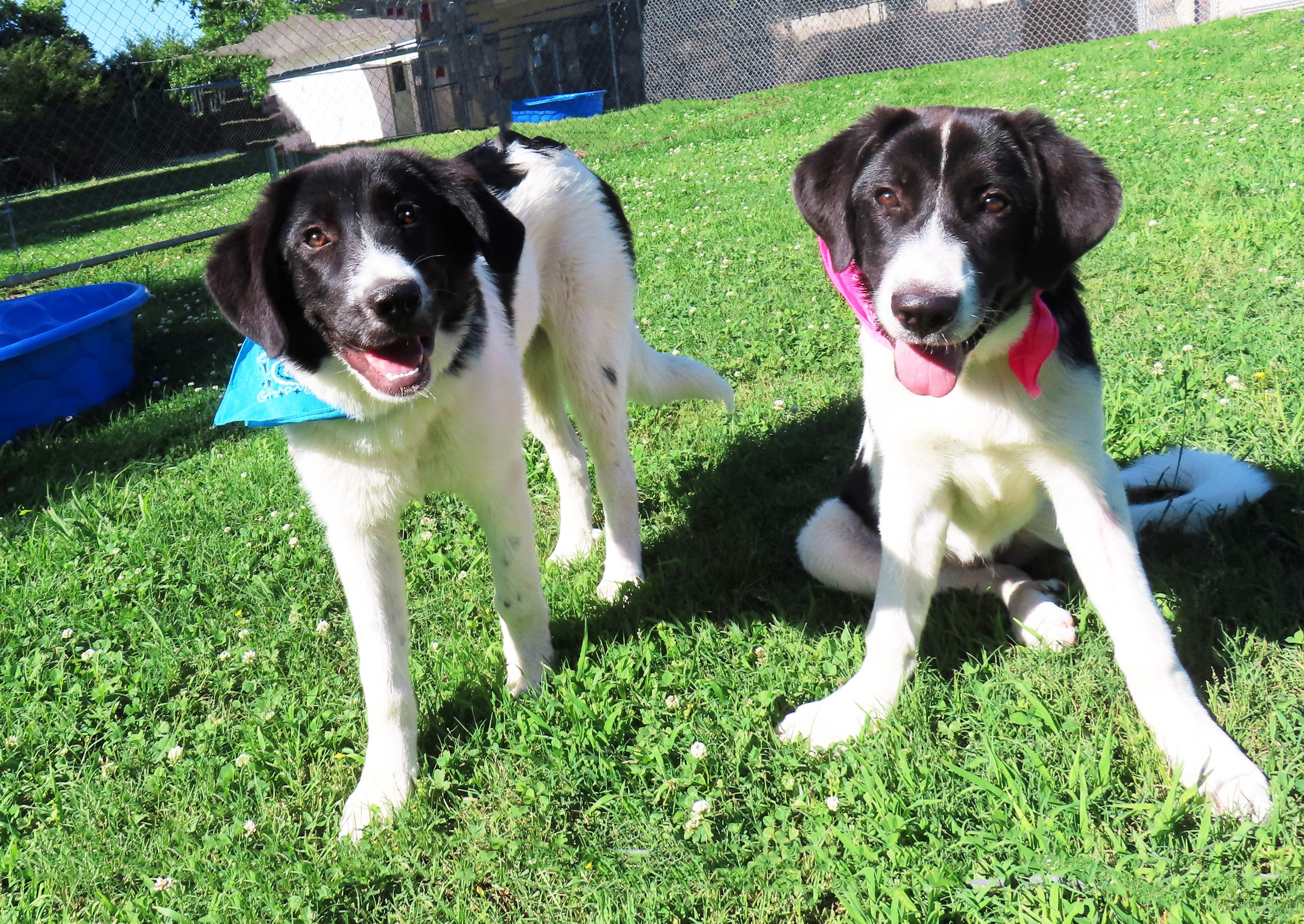 Bogie 26C-135A, a ADOPTABLE mixed breed in Rogers, AR image 5/5