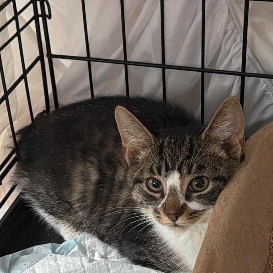 Bobby the Bob Tail, Adoptable, Kitten Male Domestic Short Hair.