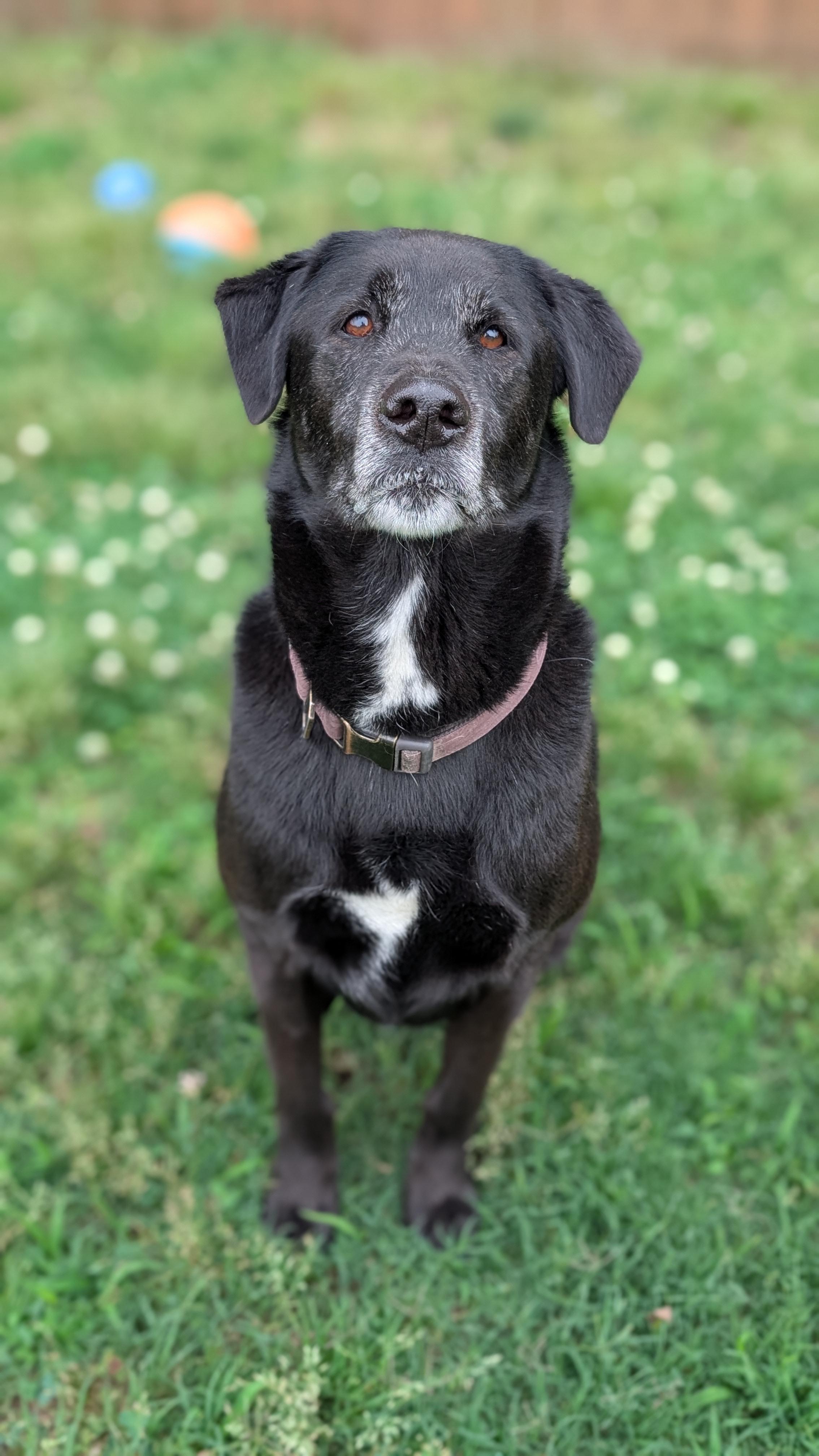 Enlarge Bo, a ADOPTABLE mixed breed in Joppa, AL image 2/6