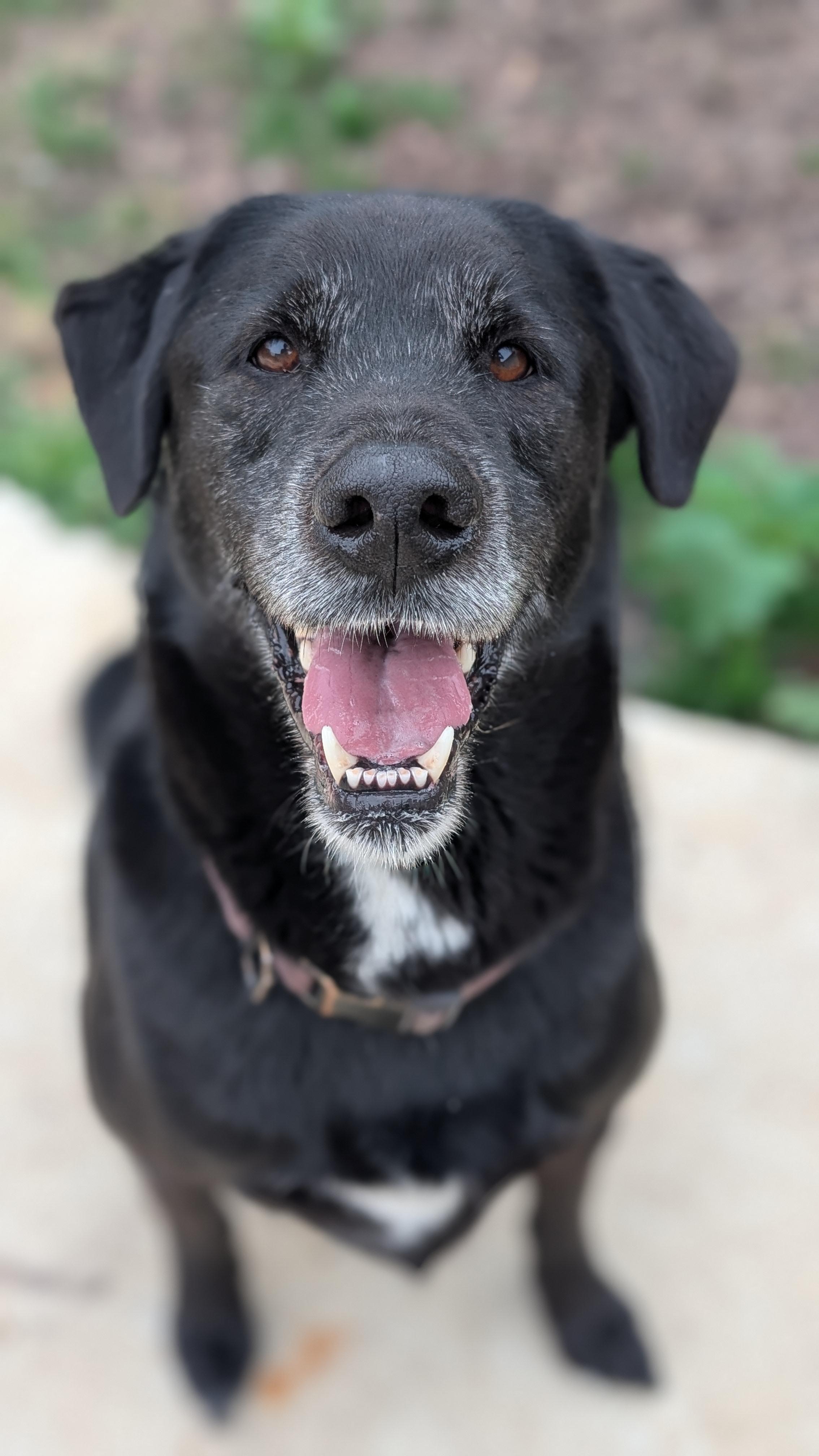 Bo, ADOPTABLE, Senior Male Black Labrador Retriever.
