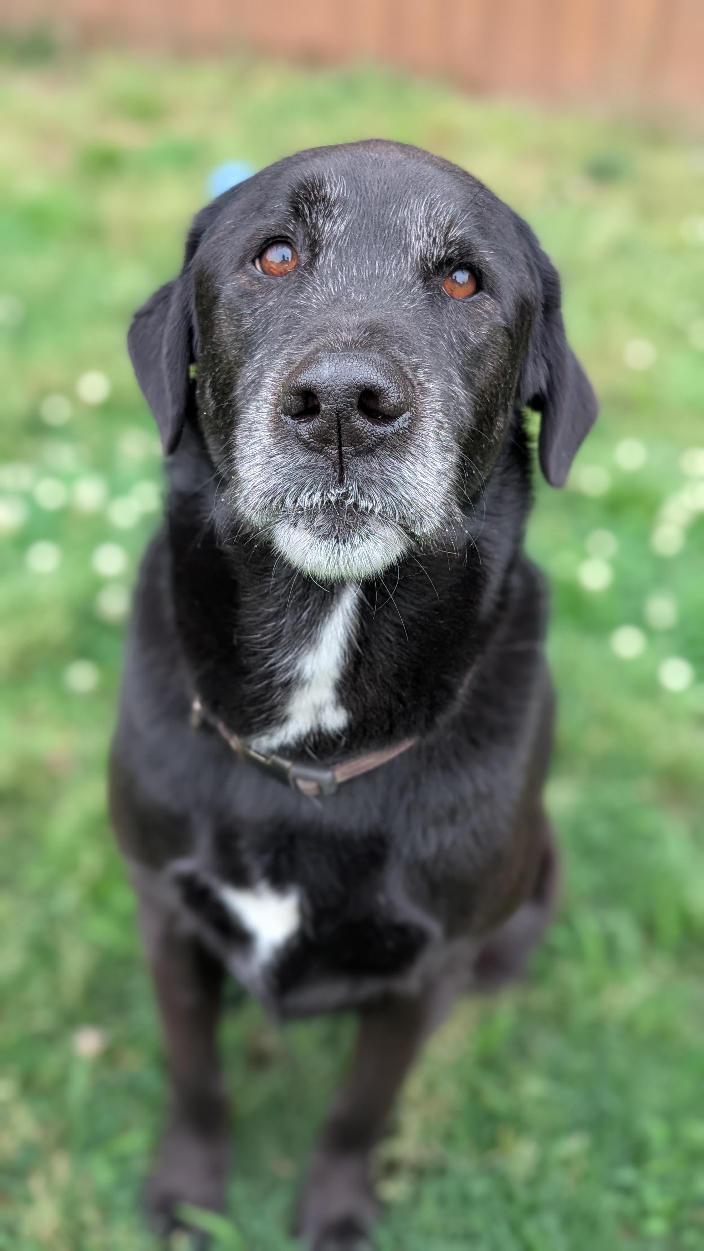 Enlarge Bo, a ADOPTABLE mixed breed in Joppa, AL image 6/6