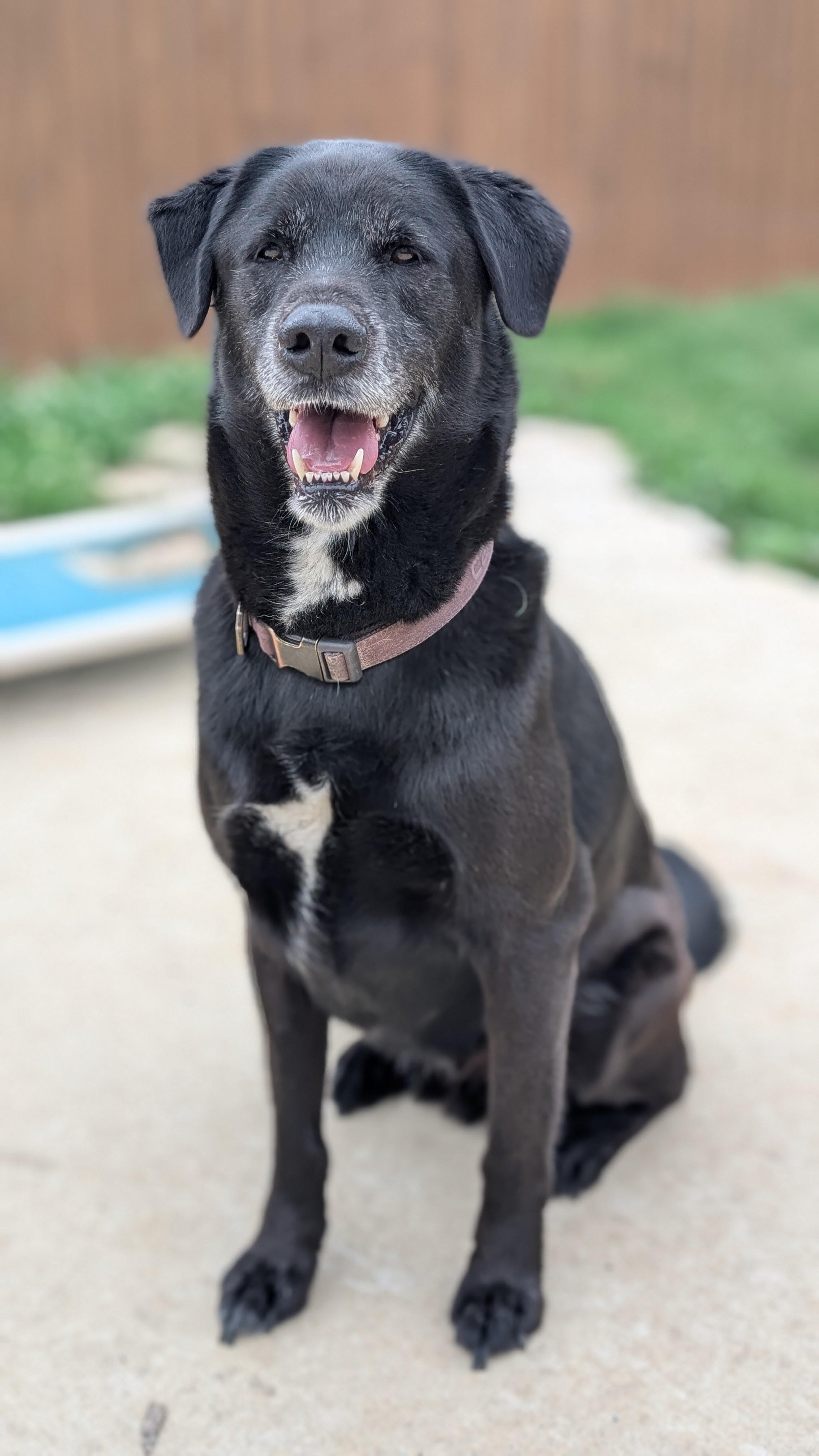 Enlarge Bo, a ADOPTABLE mixed breed in Joppa, AL image 5/6